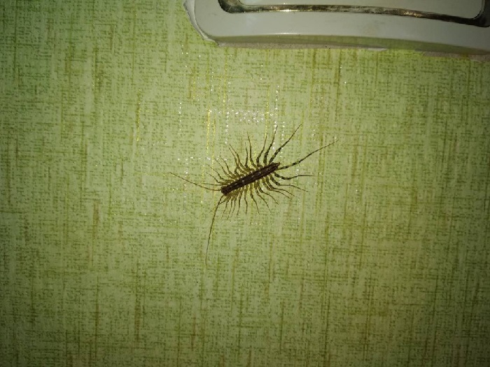 Уничтожения мухоловок