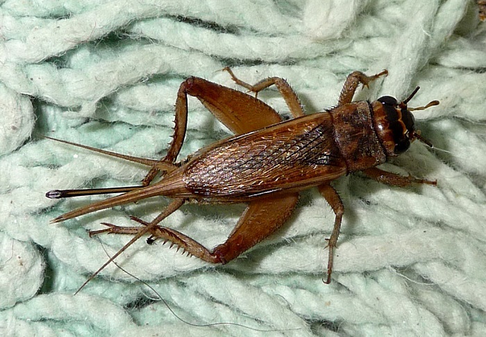 Избавиться от сверчков в доме