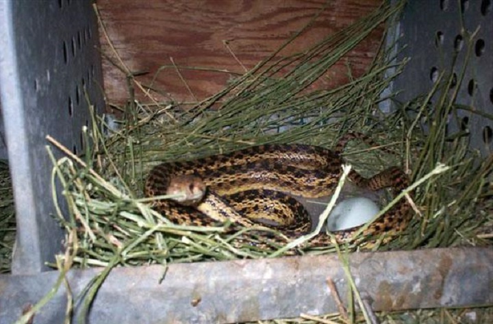 Уничтожение змей во Всеволожске