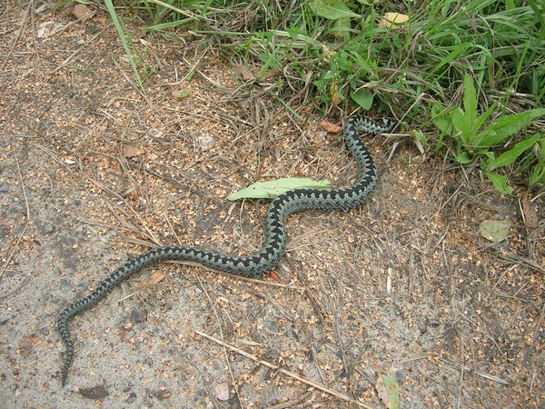 Уничтожение змей в Гатчине