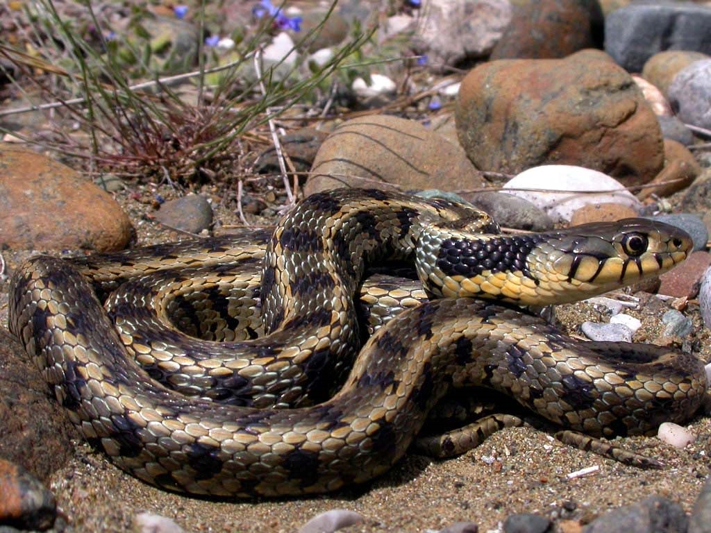 Уничтожение змей в Колпино