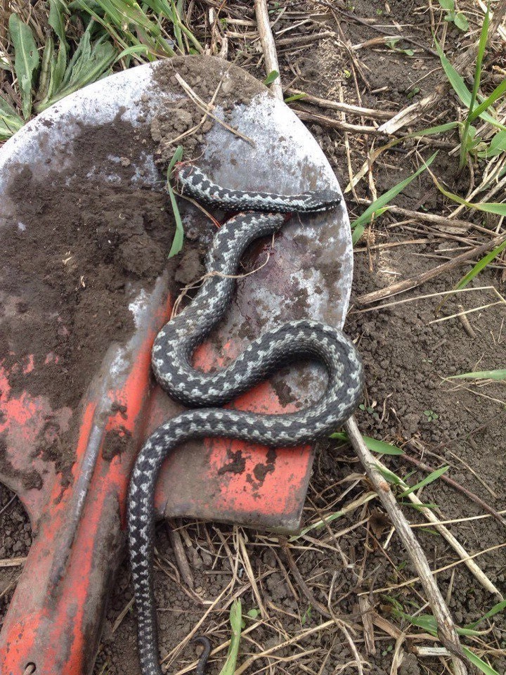 Уничтожение змей в Сестрорецке