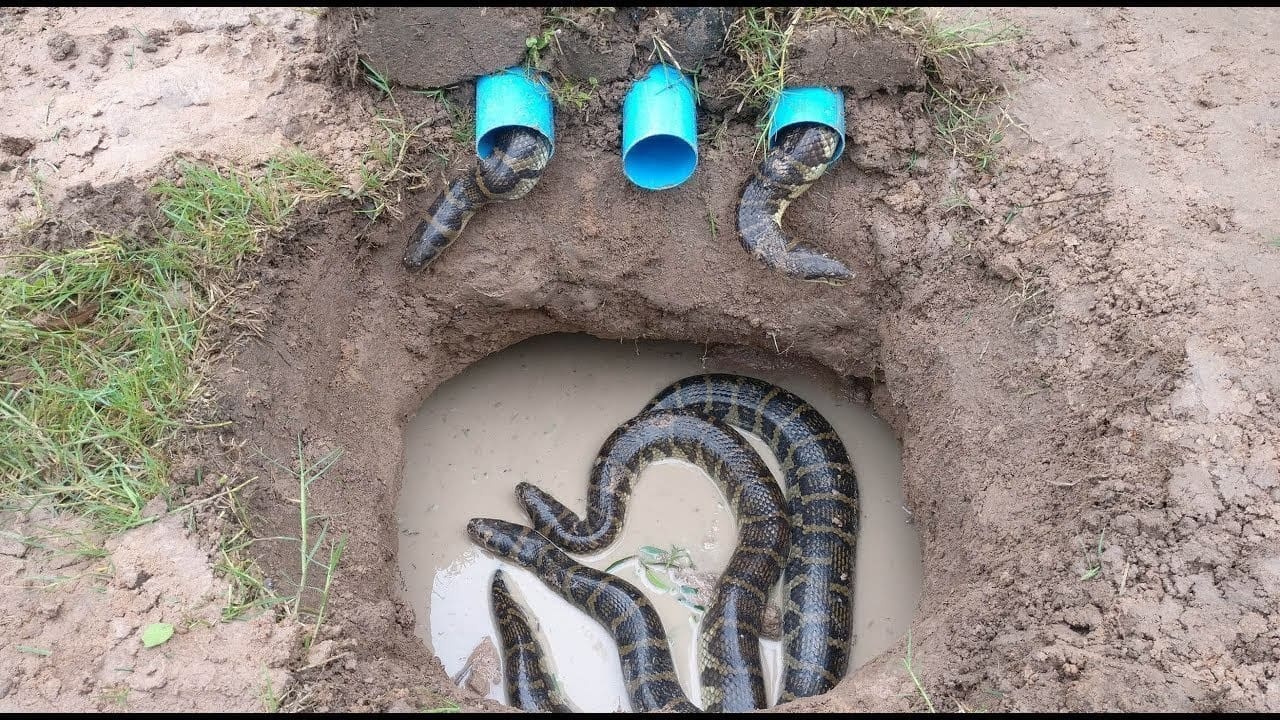 Уничтожение змей в Красном селе