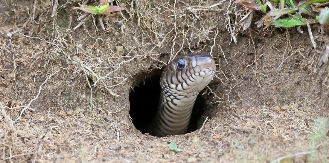 Уничтожение змей в Сертолово