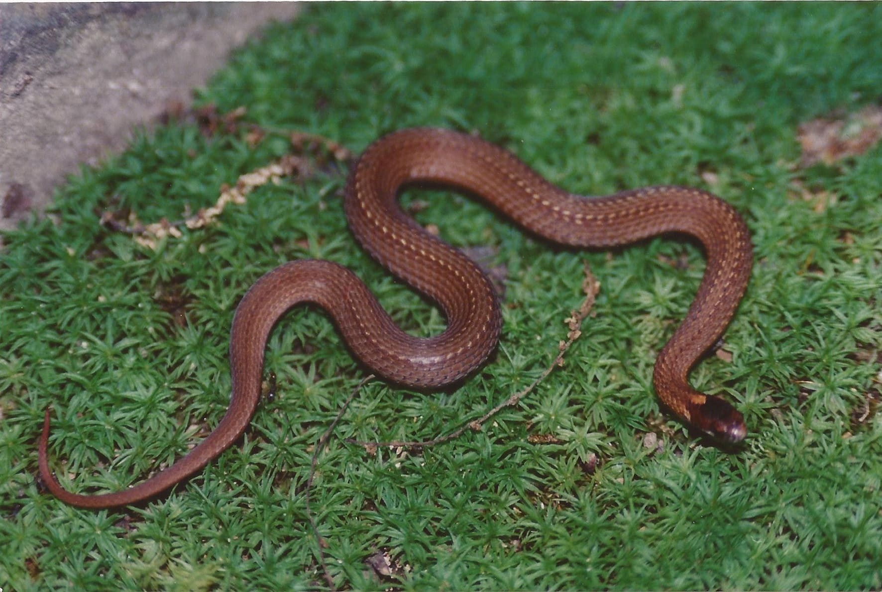 Уничтожение змей в Кировске