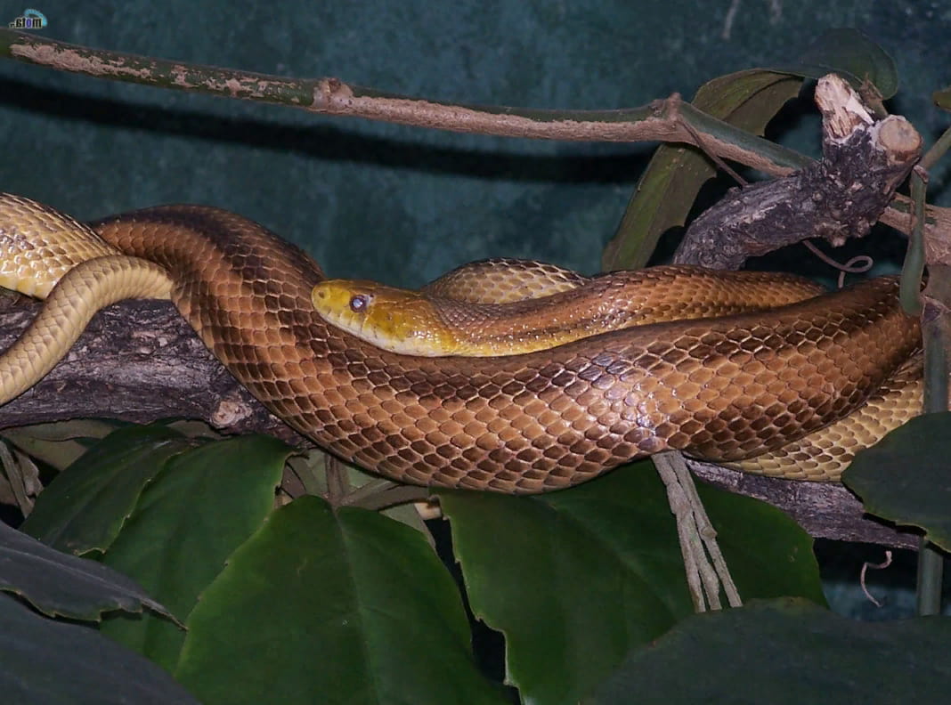 Уничтожение змей в Буграх