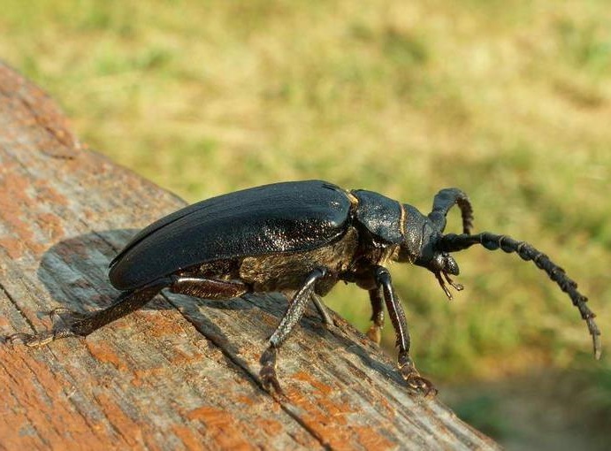 Обработка от короеда