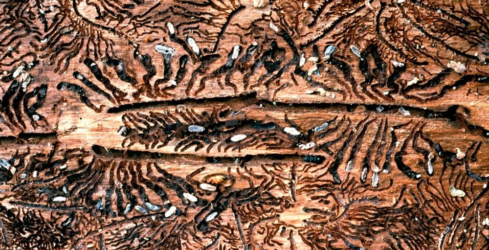 Избавиться от жука короеда