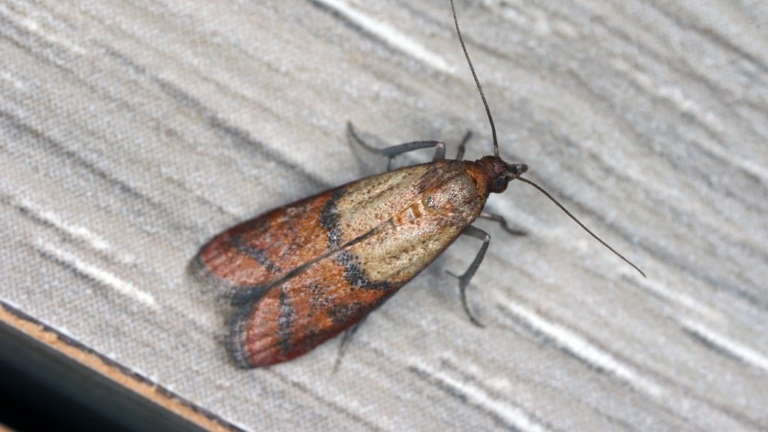 Выведение моли