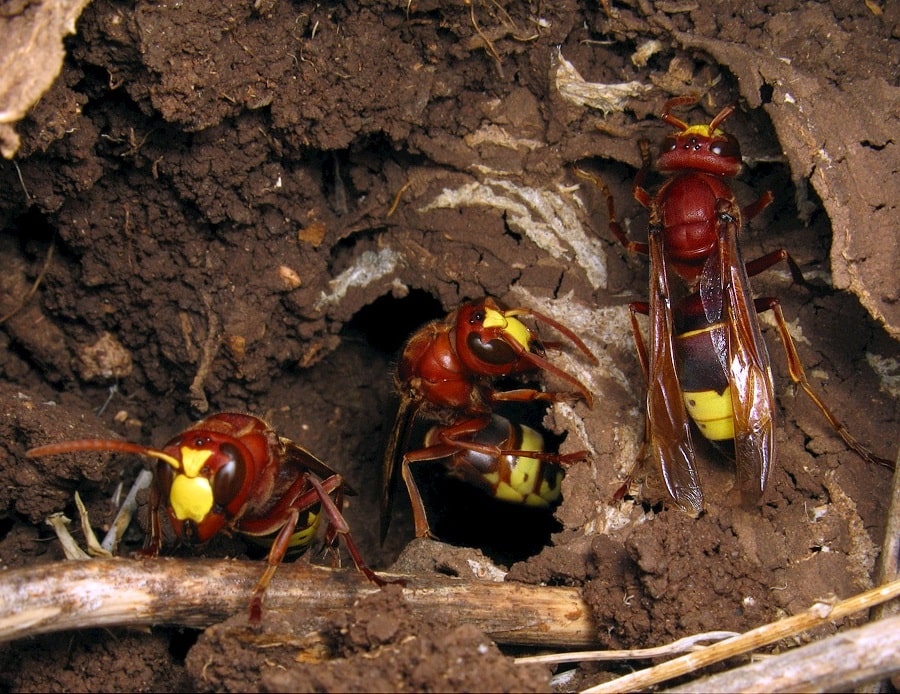 Обработка от шершней