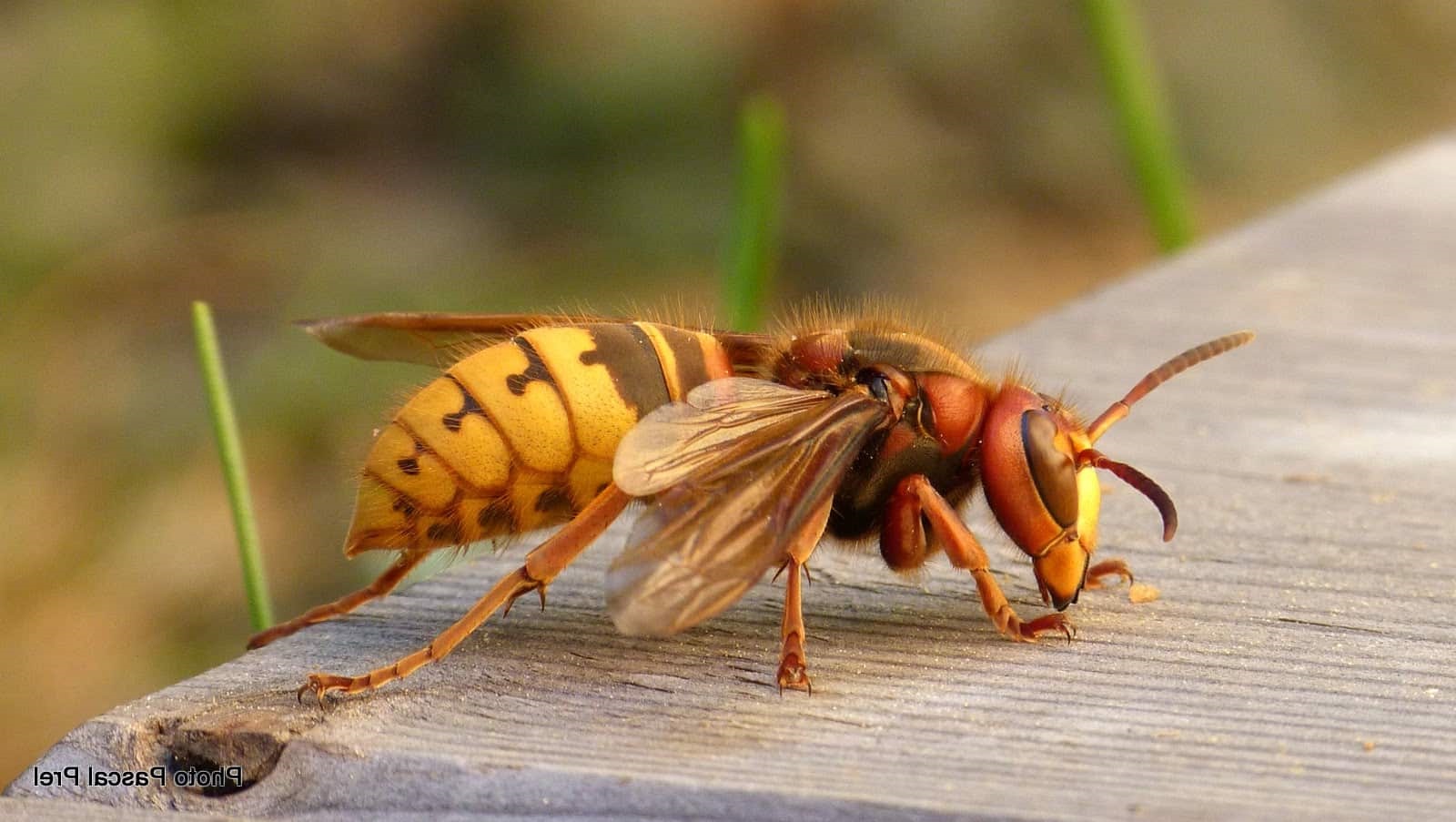 Избавление от шершней