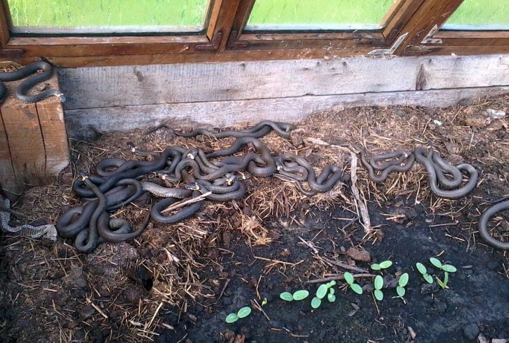 Выведение змей