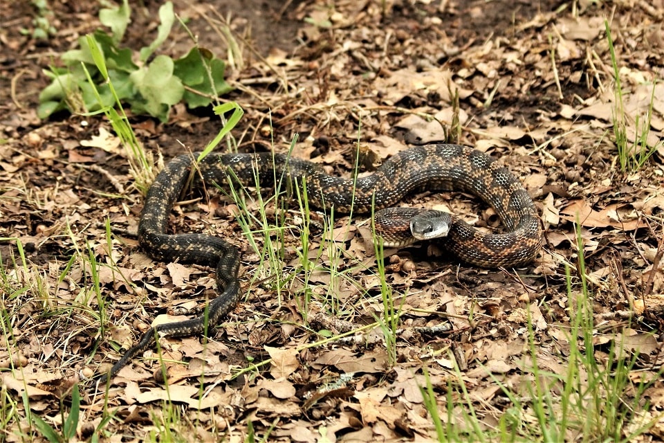Выведение змей