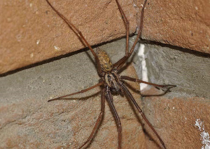 Травление пауков