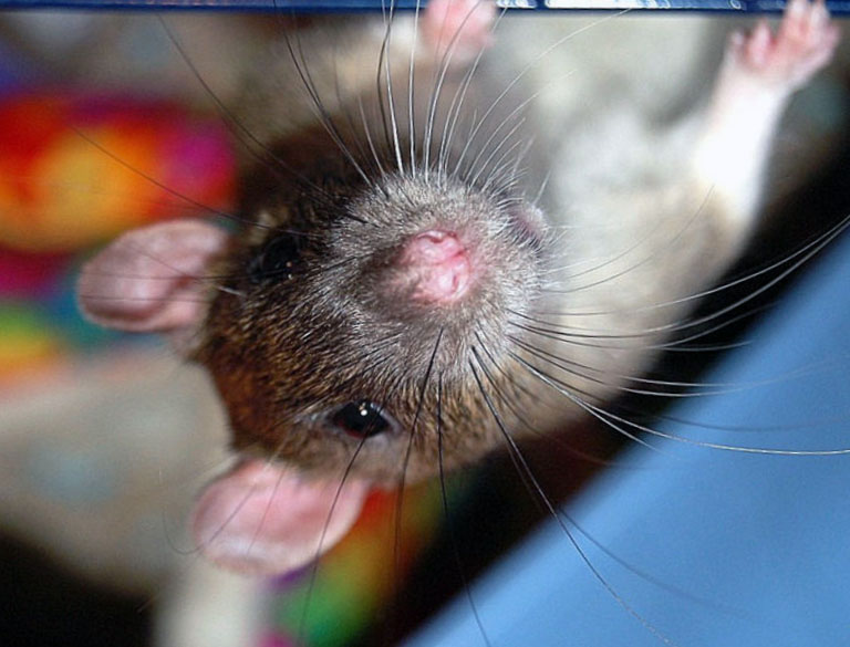 Уничтожение крыс во Всеволожске по вызову