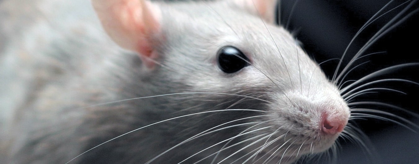 Уничтожение крыс в Ломоносове профессионалами