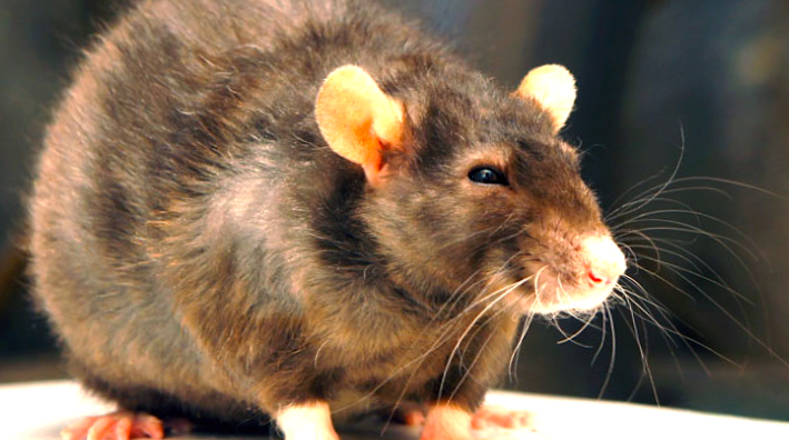 Уничтожение крыс в Сертолово в здании