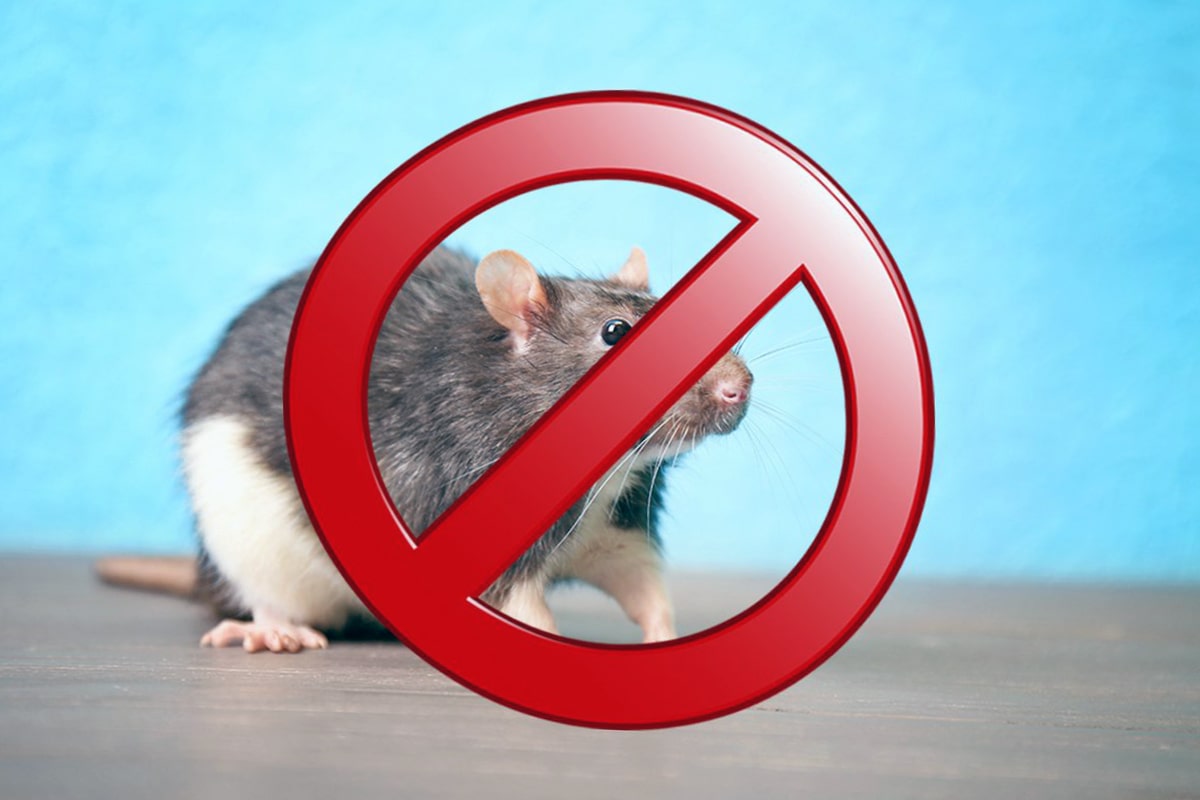 Уничтожение крыс в Новое Девяткино