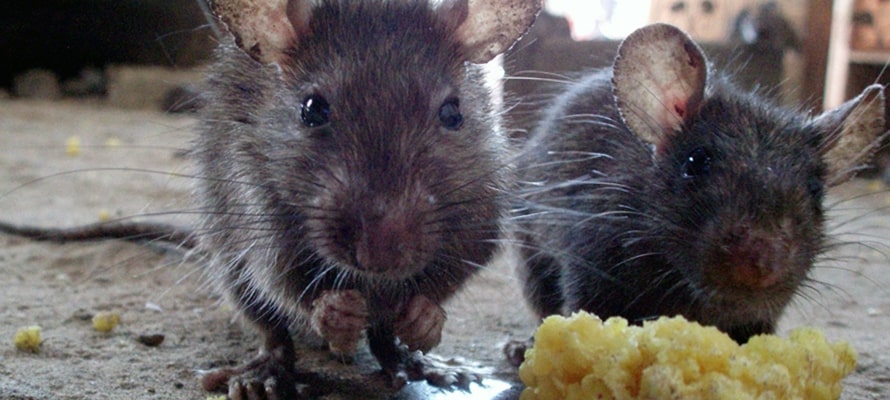 Уничтожение крыс в Павловске в офисе