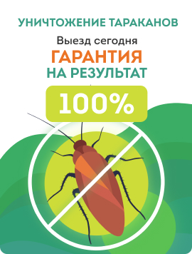Уничтожение тараканов